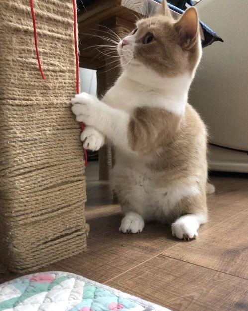 娱乐吃瓜酱丹麦猫咪,娱乐吃瓜酱的萌宠日常