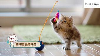 娱乐吃瓜酱和猫,揭秘娱乐圈的萌宠日常