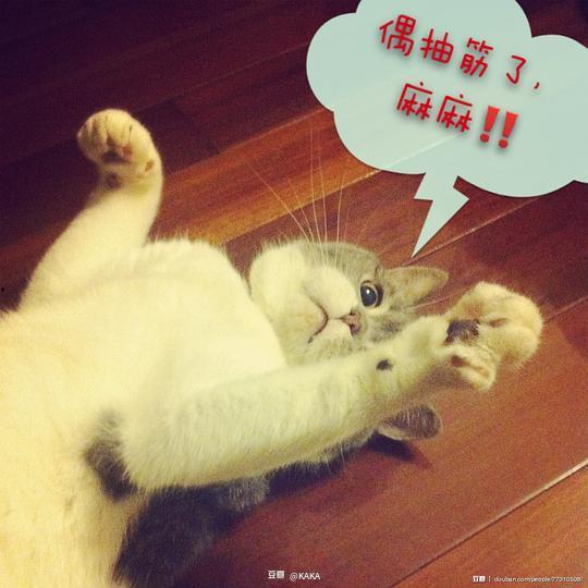 娱乐吃瓜君猫咪,揭秘娱乐圈的萌宠生活