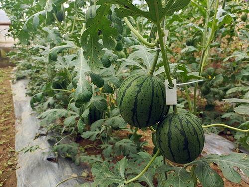 五一吃瓜网最新官方,揭秘五一假期热门事件，带你领略年度“瓜界”盛宴